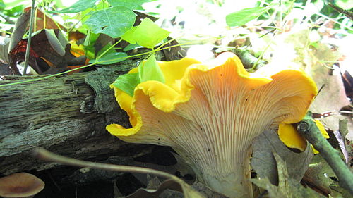 Cantharellus phasmatis